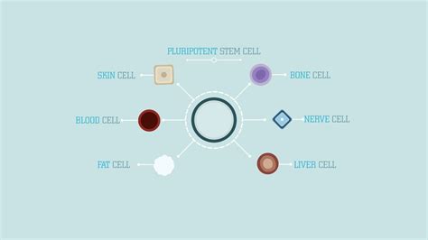 At the start of life, they divide over and over again to create a full person from an embryo. What are stem cells? - Craig A. Kohn - YouTube