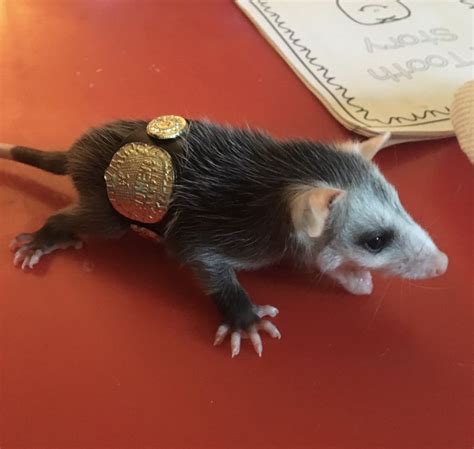 Police Rescue Baby Opossum Name Him Stone Cold Steve