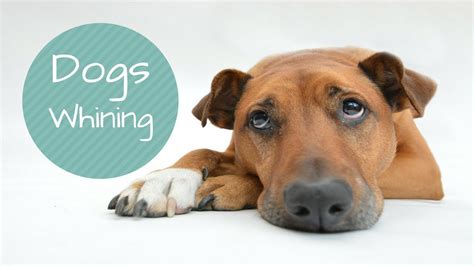Dogs Whining And Crying Sound Effect Show This To Your Dog And See