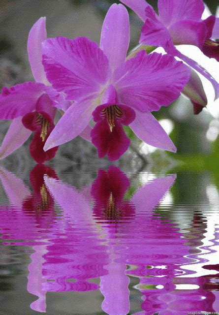 10 Beautiful Orchid Flower Animated S Best Animations