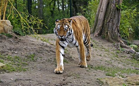 Wallpaper Hewan Harimau Margasatwa Kucing Besar Kebun Binatang