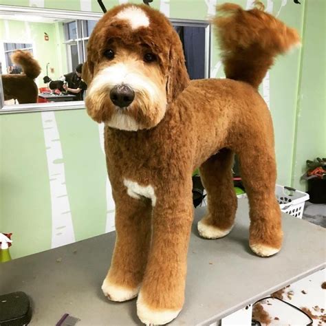 Best 25 Doodle Haircuts Ideas Meowlogy Labradoodle Grooming