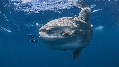 The Biggest Non Shark Non Ray Fish The Ocean Sunfish Scientific