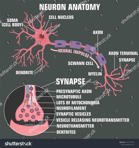 Vector Scientific Icon Structure Of Neuron And Synapse Description Of