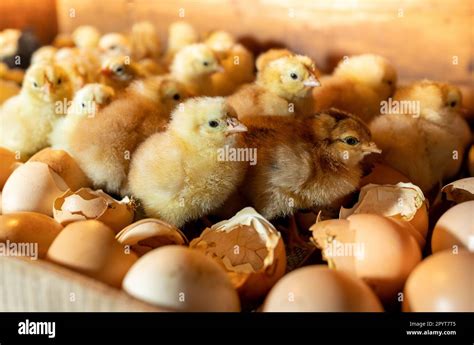 Chicken Eggs Hatching Incubator Hi Res Stock Photography And Images Alamy