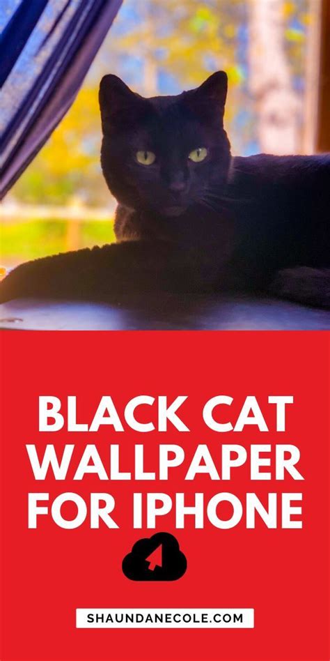 Black Cat Wallpaper For Iphone I Photograph Black Shelter Cats Artofit