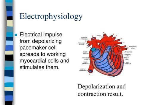 Ppt Introduction To Cardiology Powerpoint Presentation Free Download
