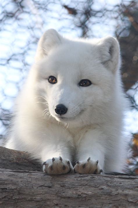All Sizes Arctic Fox Stretching Flickr Photo Sharing Cute