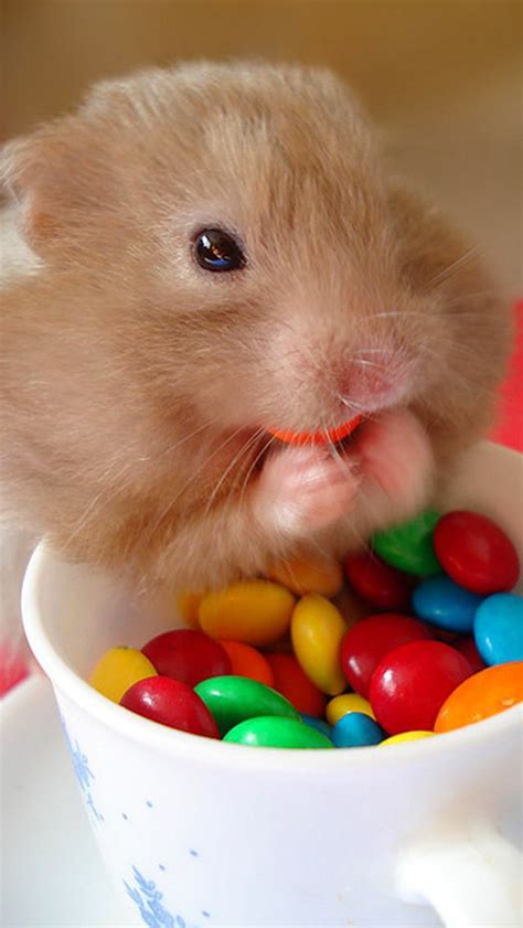 Hamster Wallpaper For Iphone And Android Cute Hamsters Funny
