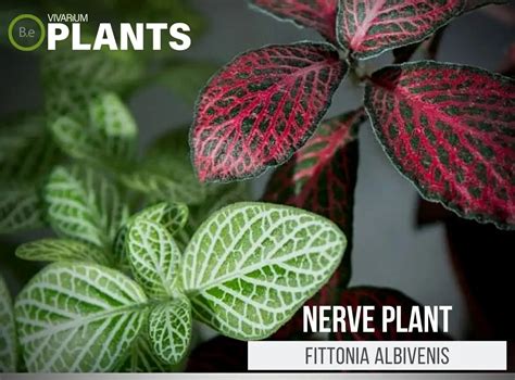 Fittonia Albivenis Nerve Plant Care Guide Tropical Plants