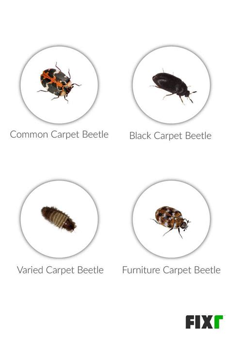 Carpet Beetle Extermination Cost Cost Of Exterminator For