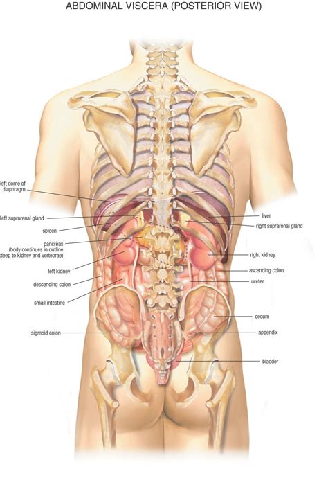 Study of the specific regions of the body such as the head or chest and emphasizing the relationship between various structure in the fiber or bundle of fibers that transmits impulses of sensation to the brain or spinal cord, and impulses from these to the muscles and organs. Abdominal Viscera (Posterior) | Anatomy organs, Human ...