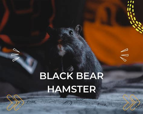 Black Bear Hamster All About The Most Adorable Pet