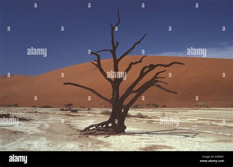Dead Tree In Saltpan And Sanddune At Deadvlei Namib Desert Namib