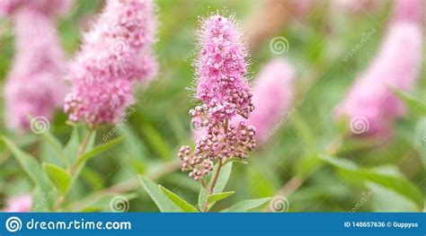Prune them in late winter or early spring before the leaves emerge. Pink Flowers Of Spirea Blooming In The Summer Garden Stock ...