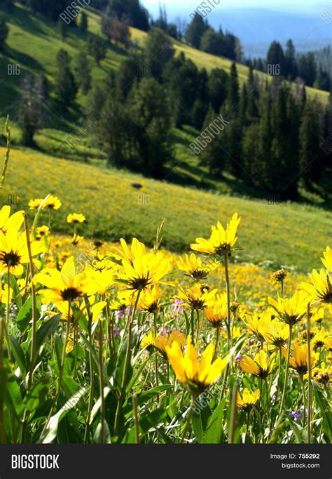 Flowers On Hillside Image And Photo Free Trial Bigstock
