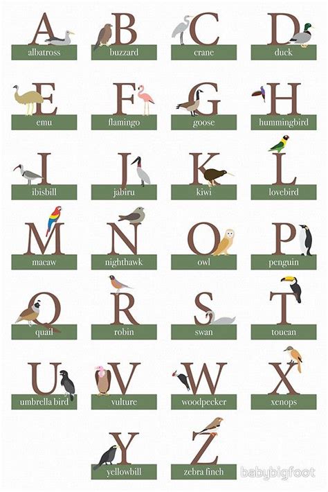 Bird Alphabet Bird Unit Study Zebra Finch Alphabetical Order