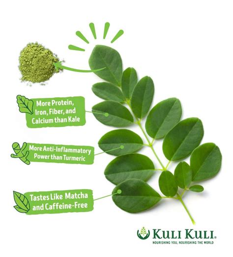 Why Is Moringa Good For Men Kuli Kuli Foods Moringa Oleifera Tree