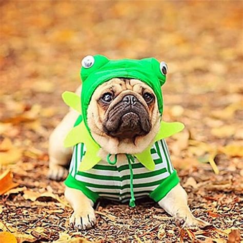 62 Of The Best Halloween Dog Costumes Brit Co