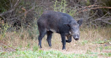 Wild Boar Wild Boar Facts Anatomy Diet Habitat Behavior