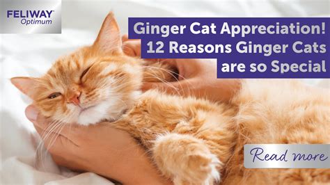 Ginger Cat Appreciation 12 Reasons Ginger Cats Are So Special Feliway Uk