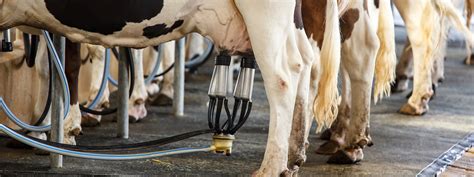 Milking Machines How To Milk A Cow Us Dairy