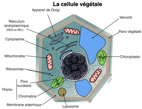 Cours Lorganisme Pluricellulaire Un Ensemble De Cellules