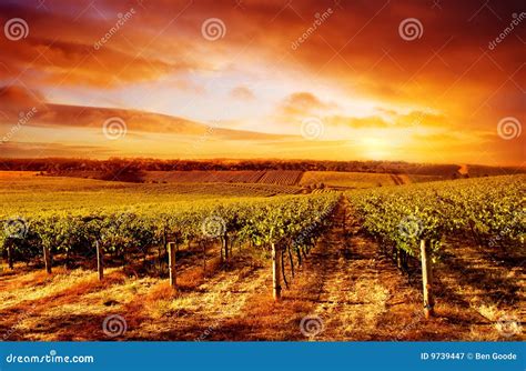 Amazing Vineyard Sunset Stock Image Image Of Rural Wine 9739447