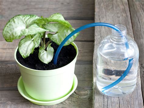 What Are Self Watering Containers Learn About Containers For Drought