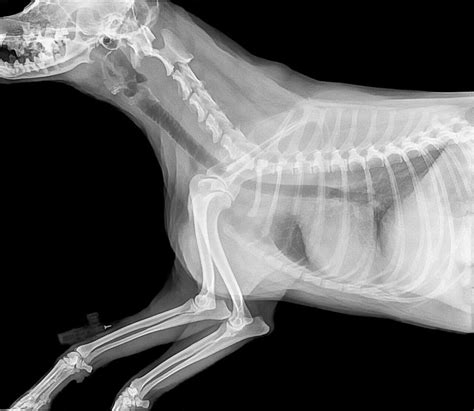 Feline Diagnostic Imaging Ultrasound Mri X Rays Radiology