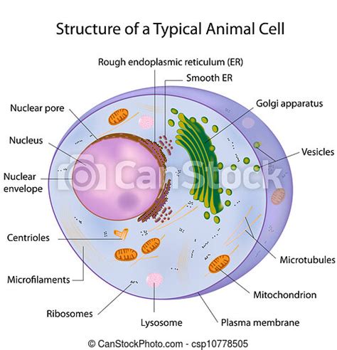 Maybe you would like to learn more about one of these? A typical cell, labeled, eps10. A typical animal cell ...