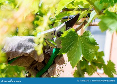 Working In Garden Vine Grape Cutting Stock Photo Image Of Hobby