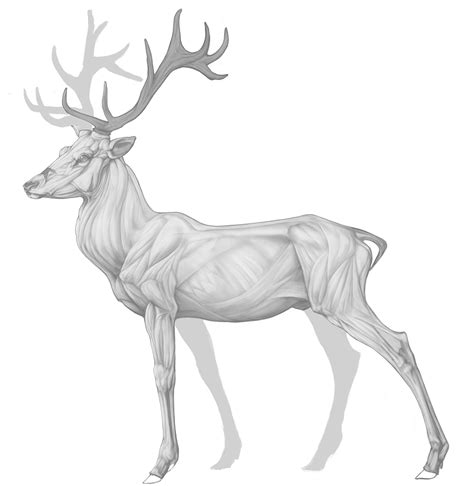 Pin By Jayla Crooks On Deermodelref Deer Anatomy Animal Drawings