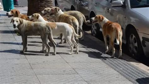 أكادير انتشار الكلاب الضالة بالكورنيش يثير استياء المواطنين، وسط مطالب بتدخل الجهات الوصية