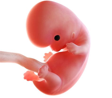 8 неделя беременности ощущения женщины фото узи размер живота
