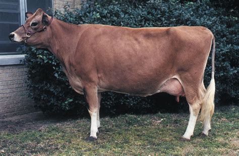 Jersey Milk Production Dairy Farming And Livestock Britannica