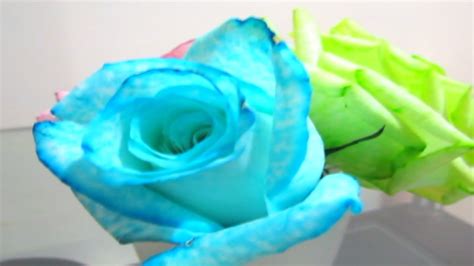 Diy How To Color Roses Youtube