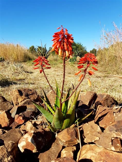 Aloe Hybrid In Flower Johans Hybrids Vaal Retreat May 2018 Paisagens