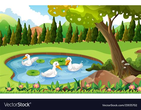 Three Ducks Swimming In The Pond Royalty Free Vector Image