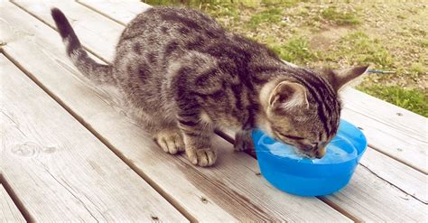 Free Stock Photo Of Cat Drinking Drinking Water