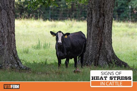 Signs Of Heat Stress In Cattle Vitaferm