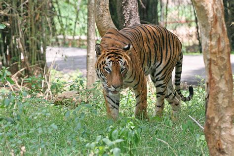 Bengal Tiger Simple English Wikipedia The Free Encyclopedia