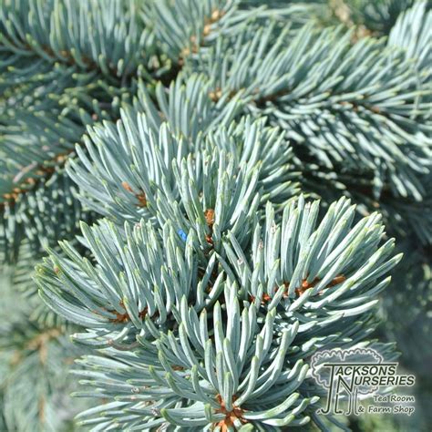 Buy Picea Pungens Koster Colorado Spruce In The Uk Picea Pungens