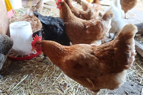 Chickens are usually grown for eggs for meat or for a dual purpose, but with the increasing number of small free range chicken farms and the demand for high as far as the most productive egg laying chickens goes, these are the best chicken breeds for this purpose. 6 Things You Should Know Before a Hen Lays Eggs | Egg ...