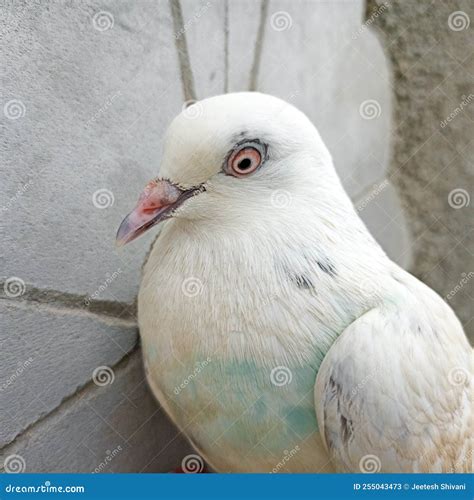 Beautiful White Pigeon Images Hd Stock Image Image Of Pigeon Bird
