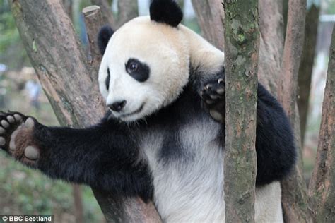 Pandas Are More Sociable That Thought After Study Daily Mail Online