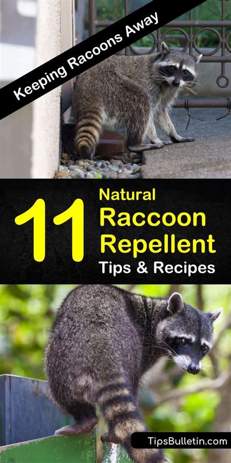 Keep raccoons out of garden. 11 Smart & Simple DIY Raccoon Repellent Solutions ...