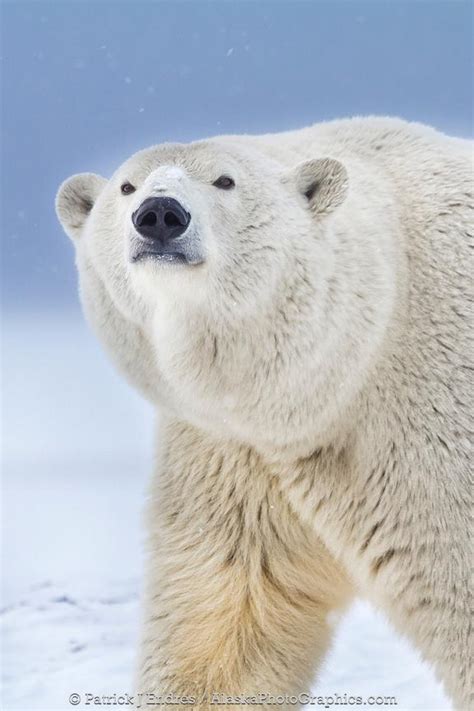 Alaskaphotographics Polar Bear Portrait