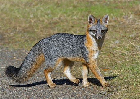 Coyote Or Gray Fox General Discussion Forum General Discussion