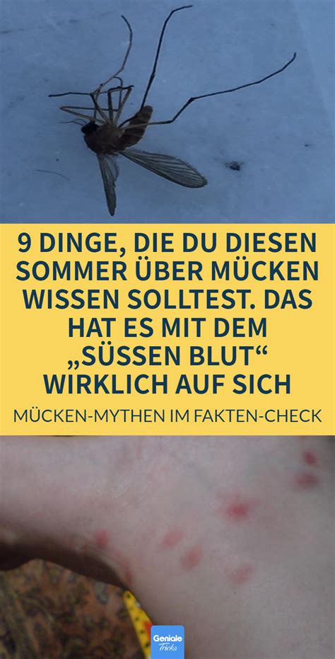 9 Mythen über Mücken Die Einer Aufklärung Bedürfen